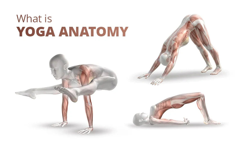 What is Yoga Anatomy